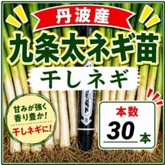 九条太ねぎ苗‼️30本‼️苗の専門店から元気な苗をお届けします‼️のサムネイル
