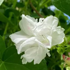 ayu様 リクエスト 2点 まとめ商品