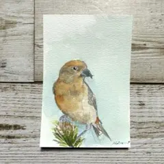 バースデーバード　イスカ　１月5日　【水彩画原画】