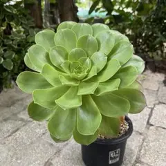 ②多肉植物／アエオニウム ／翡翠瑠璃／抜き苗／群生／第四種郵便