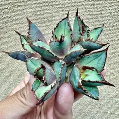 2026年最新】ロウルサンコの人気アイテム - メルカリ