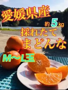 明日発送★M〜L玉★【昨年も大好評★農家直送　まどんな‼】 愛媛県産　愛果28号