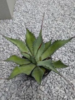 アガベ ホリダ USA ロックガーデン 観葉植物 シンボルツリー 陽炎