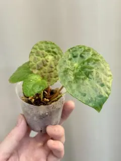 よっしー様 リクエスト 2点 まとめ商品