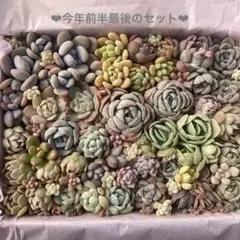 チ*ン様 ③多肉植物＊寄せ植え詰め合わせ（大16×22cm箱）【カット苗】【メル