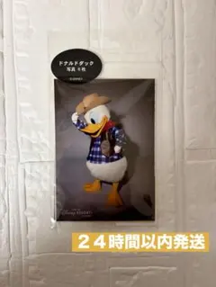 新品　新作　写真セット　ドナルド　６枚セット　ディズニーリゾート
