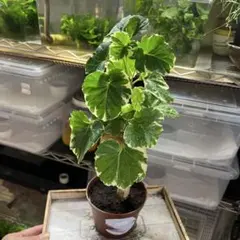 酷暑！通気良い梱包　A ポリシャス　バルフォリアーナ　土植え　観葉植物のサムネイル
