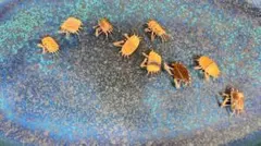 2025年最新】竹細工 カニの人気アイテム - メルカリ