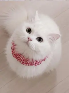 쉐브론이 달린 키튼 칼라