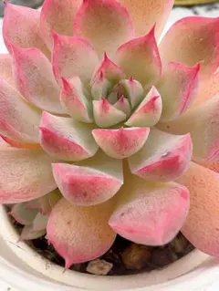 なお様 リクエスト 10点 まとめ商品