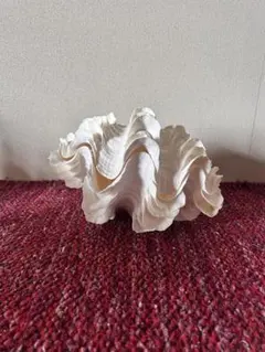 オオシャコガイ