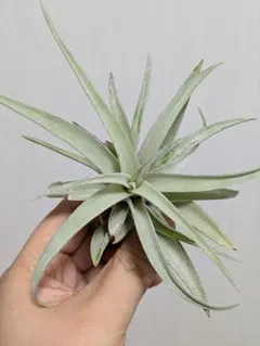 korekore1919様 リクエスト 2点 まとめ商品