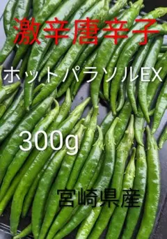 特別栽培】沖縄県産良品 激辛青唐辛子ホットパラソル200g⭐️12時間