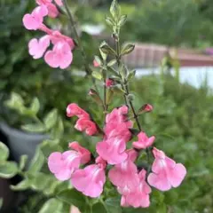 銅葉紅花ウツギ 庭木 ウツギ苗 つぼみ付き - メルカリ