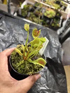 食虫植物 ハエトリソウ 大狼 子株 - メルカリ