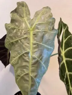 santou.310様 リクエスト 2点 まとめ商品