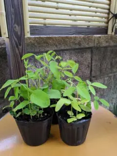 れん様専用 バタフライピーの苗 3ポット ⑲