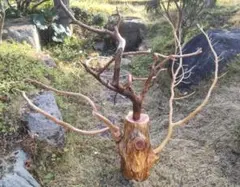 Item thumbnail for item d84a2e4f-00cc-4259-a41e-d1e6023596b2