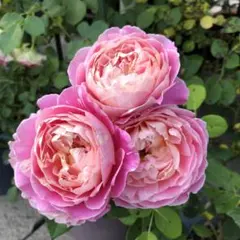 2025年最新】バラ挿し木苗の人気アイテム - メルカリ