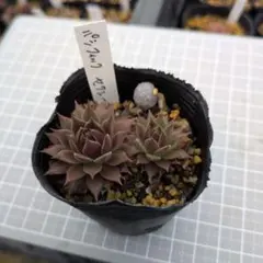 2026年最新】センペルビウムの人気アイテム - メルカリ