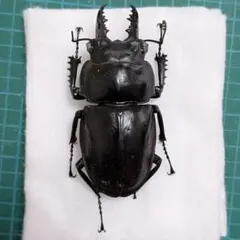 2026年最新】ヤエヤママルバネクワガタの人気アイテム - メルカリ