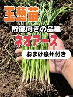 SAE様専用 ネオアース150本おまけ泉州10本