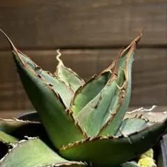 2026年最新】パープソラムの人気アイテム - メルカリ