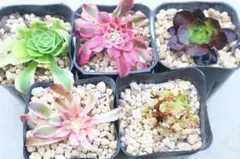多肉植物 アエオニウム3品種セット「仙墨&ピンクトリーナ斑入り&銅花順