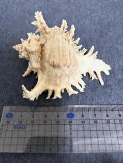 テングガイ 貝殻 天然貝殻 9センチ