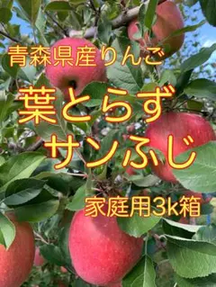 青森県産りんご　葉とらずサンふじ　家庭用3k箱59