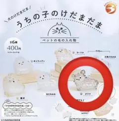 うちの子けだまだま チワワ