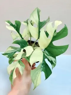 極斑】【フィロデンドロン イルセマニー】木質化太い茎 半年経過安心の