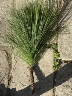 Item thumbnail for item e43511b6-b862-42ef-96f3-b8619a80c698