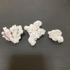 2025年最新】白化サンゴの人気アイテム - メルカリ