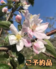 Item thumbnail for item c54eedce-f51d-4cb9-8794-9a5c010feef4