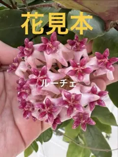 ホヤ　パトリシア　21　ピンク　希少品種　観葉植物のサムネイル