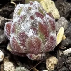 だ2] Tarantula センペルビウム - メルカリ