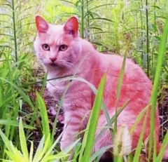 たっくん様 専用