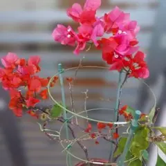 2026年最新】ブーゲンビリア 苗の人気アイテム - メルカリ