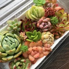 多肉植物寄せ植えセット カット苗 ゆうパケットポストミニ発送