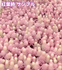 mamadesu4様 リクエスト 2点 まとめ商品