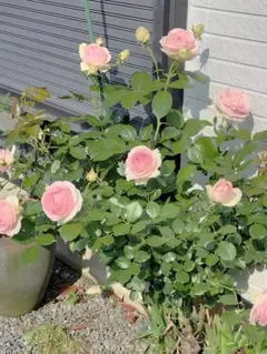 ピンクのバラ苗　四季咲き　挿し木苗　切り花品種