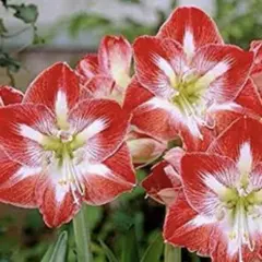 八重咲アマリリス球根 エキゾチックニンフ 蕾付き 特価A - メルカリ