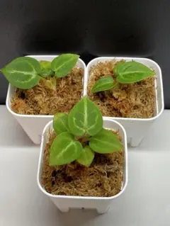 2025年最新】アンスリウム苗の人気アイテム - メルカリ