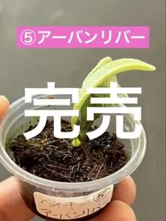 2025年最新】ビカクシダ アーバンリバーの人気アイテム - メルカリ