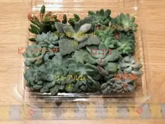 《訳あり》カット苗　詰め合わせ　葉挿し推奨　多肉　エケベリア　セダム