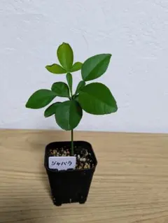 ひろ様 リクエスト 3点 まとめ商品