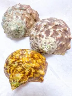 【お買得】夜光貝【喜界島産】3個セット