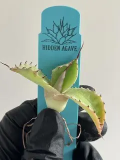アガベ ホワイトファング ジェレミー hidden agave 産 USA - メルカリ