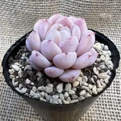 たにっくん様 リクエスト 2点 まとめ商品